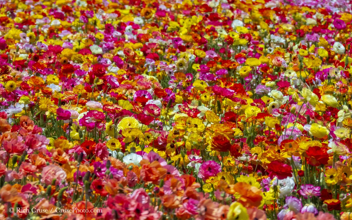 The Flower Fields in #Carlsbad on #MothersDay. @VisitCarlsbad @visitsandiego @VisitCA @NikonUSA