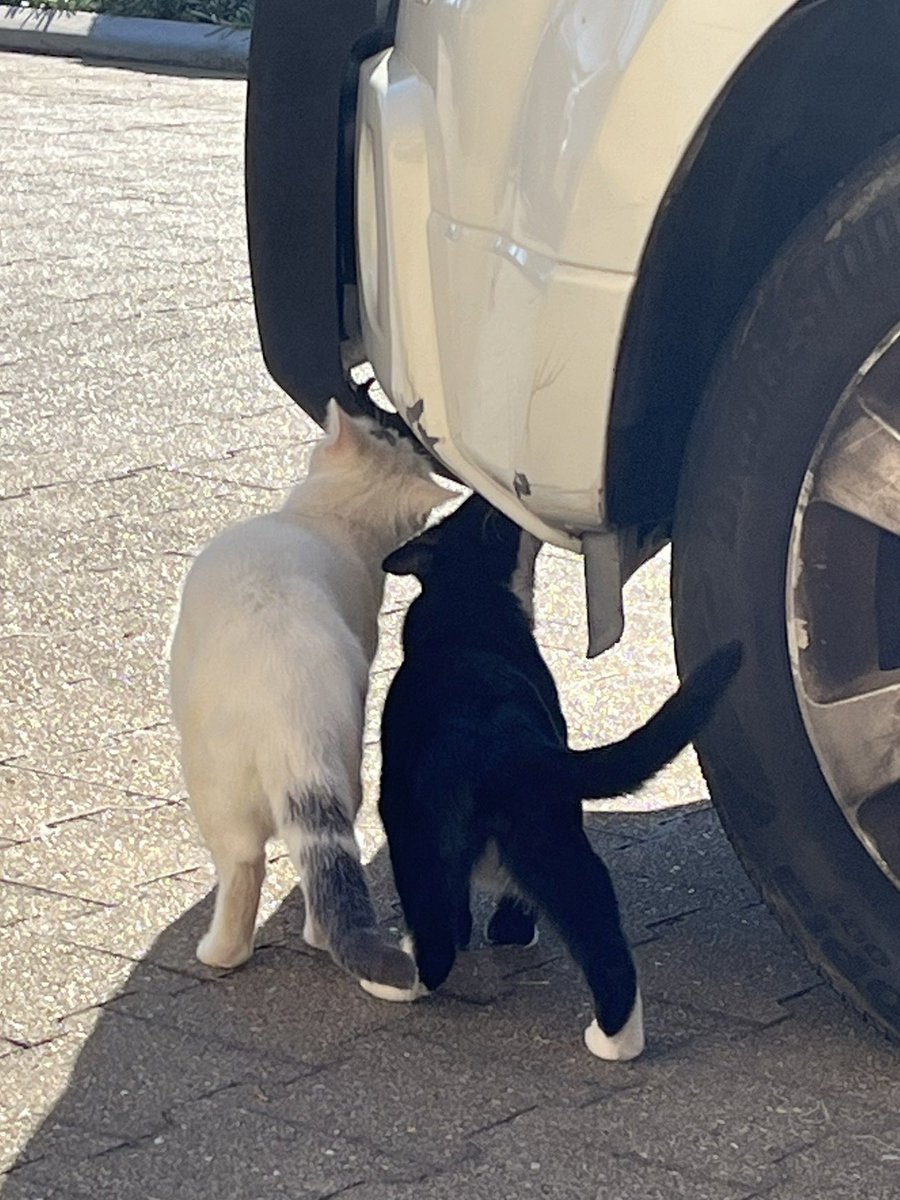 half_straycat's tweet image. Together smell check😾

#catSpray #territory #cat #catlife #halfstraycat #whitecat #blackcat #lovelycat #pawpads #cattastic #catoftheday
