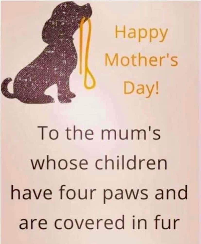 Happy Mother's Day 💐 To the mum's whose children have four paws and are covered in fur ❤