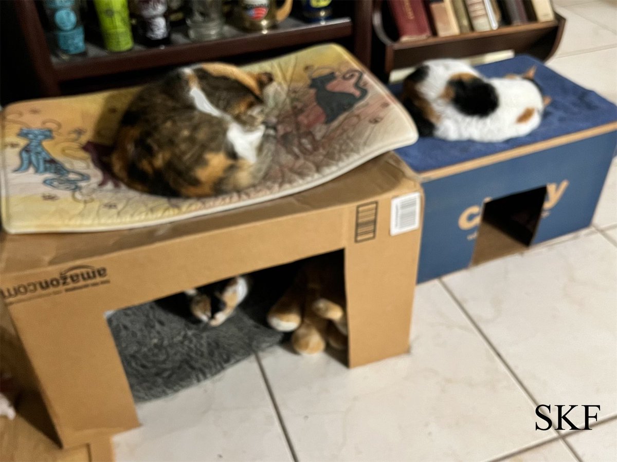 Skittles, Sanibel & Patches are enjoying a #CalicoCrew version of #CatBoxSunday this evening. 😻📦🏡 We hope that everyone has had a wonderful weekend, And we send Purrs of Peace, Love, and Happiness to you all in the coming days. ☮️💖😺 #CatsOfTwitter #Purrs4Peace