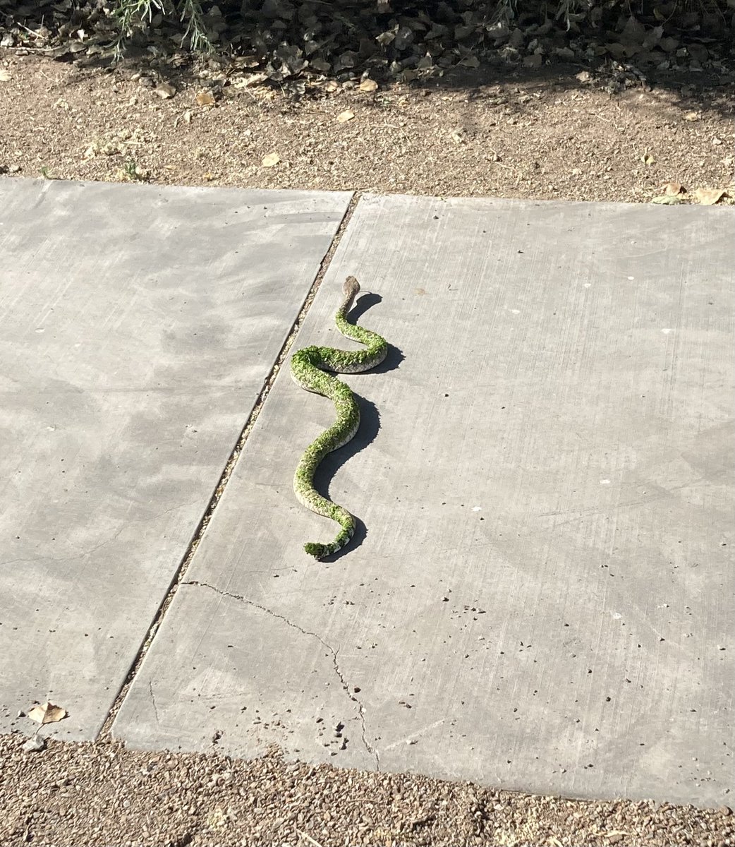I thought this was a green snake crossing our path at Sweetwater Wetlands but it's a sidewinder rattlesnake covered in pond algae. (Photo credit: Mine) #Tucson