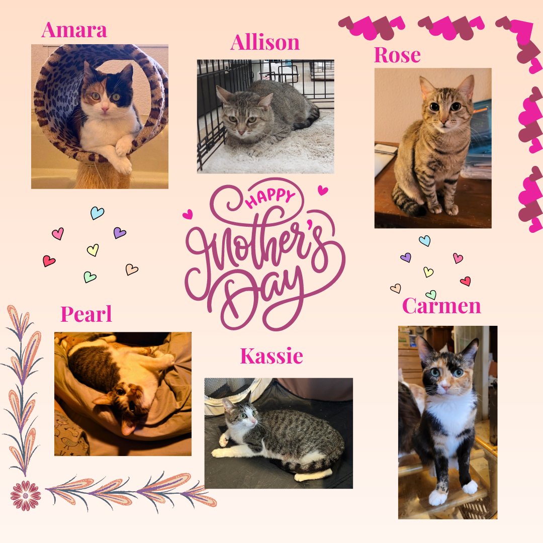 All of our Mama's want to wish all the Mom's out there a very special Day!!!  

#CatsOfTwitter #catadoption #HappyMothersDay2024 #preciouspurrsfelinerescue #adoptdontshop #catrescue #spayandneuter #FostersSaveLives