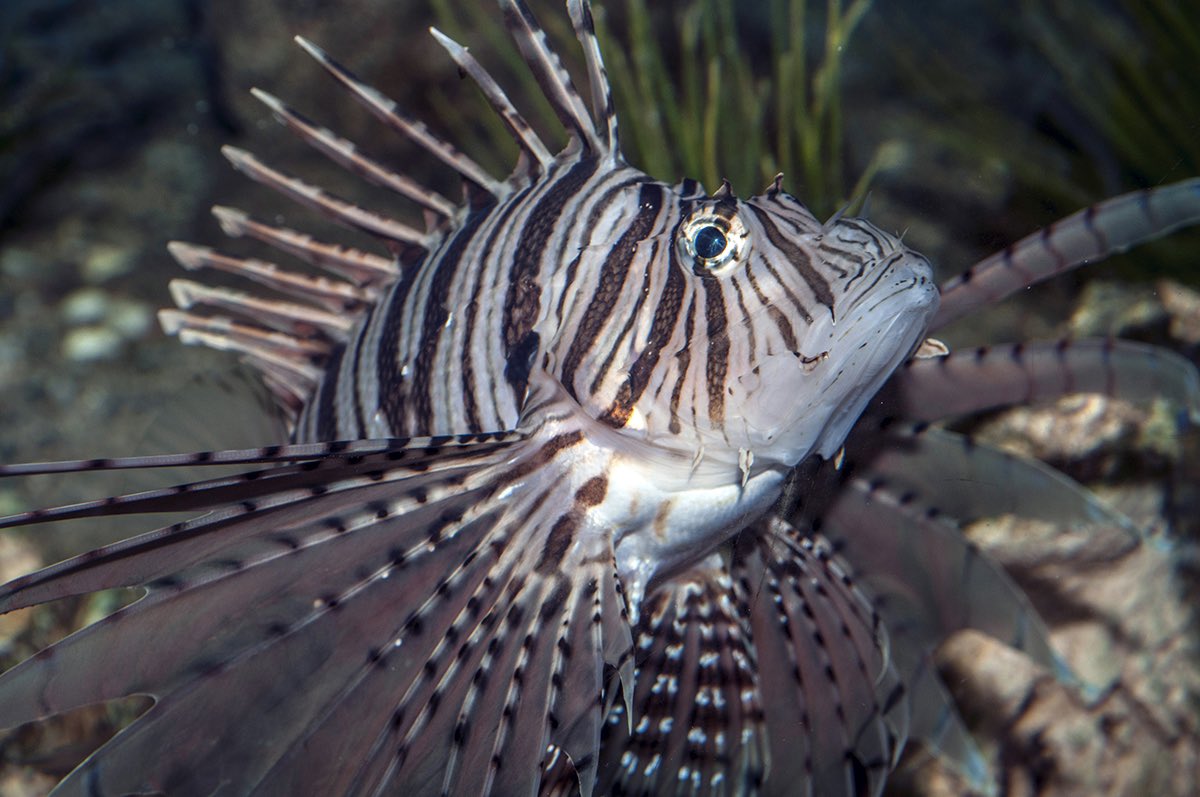 #LDRcouldAlsoStandFor Lionfish distinctive reef