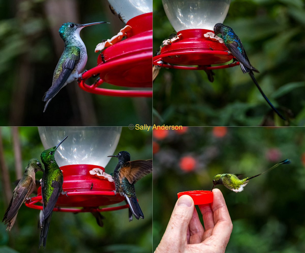 A small selection of colourful toucans and hummingbirds from the cloud forest of Ecuador in Mindo. #birds #birding #wildlife #nature #birdphotography