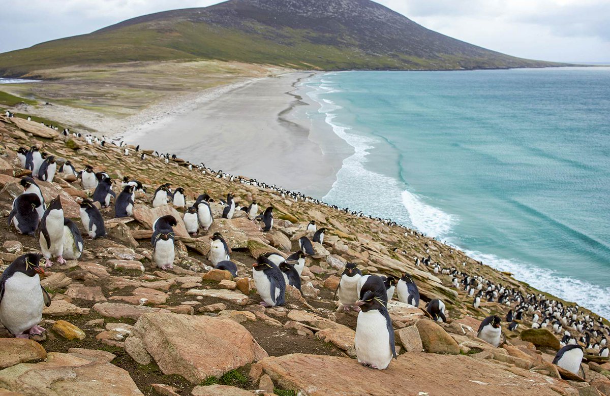Pictured: The indigenous inhabitants of the Falkland Islands
