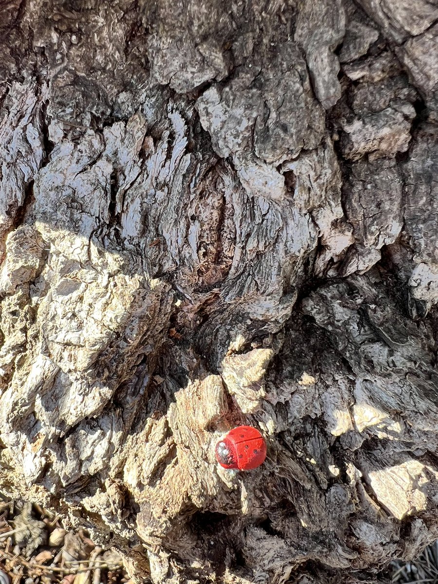 Another reason to slow down: catching a little glimpse of magic in something ordinary.  Glad I was able to notice these cute little quirks on my favourite tree. This is such a wonderful idea, might add a little detail of my own next time. Made my day 🐞
