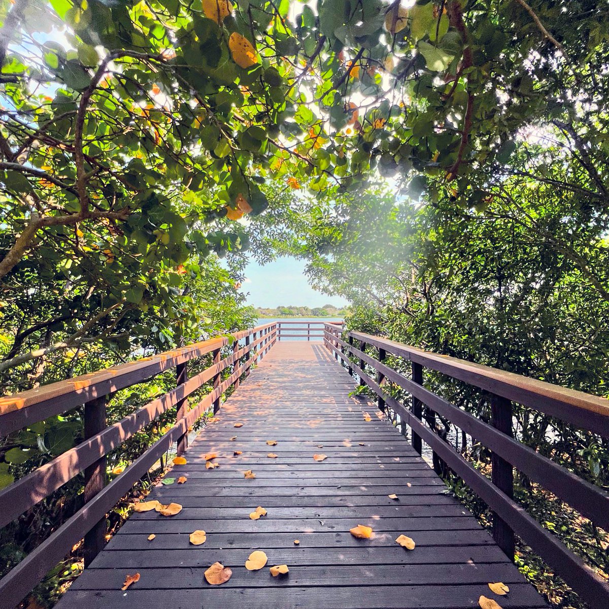 amadeo77's tweet photo. #needlesstosay #abeautifulday #outside #florida #park #lakeida #sunday #outdoors #weekend #myhappyplace #sky #lake #trees #nature #dock #seagrapes https://t.co/0fieHE6V6R