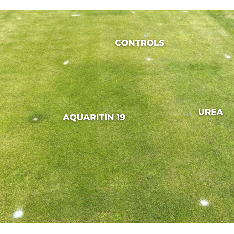 Aquaritin 19 delivers the same turf quality as Urea on fairways with 280x less Nitrogen and a 25% reduction in PGRs & surfactants. aquaritinturf.com/save-on-inputs/