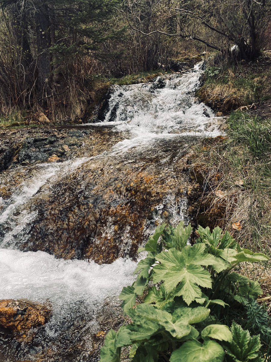 Went for a hike with the family and found a little waterfall.