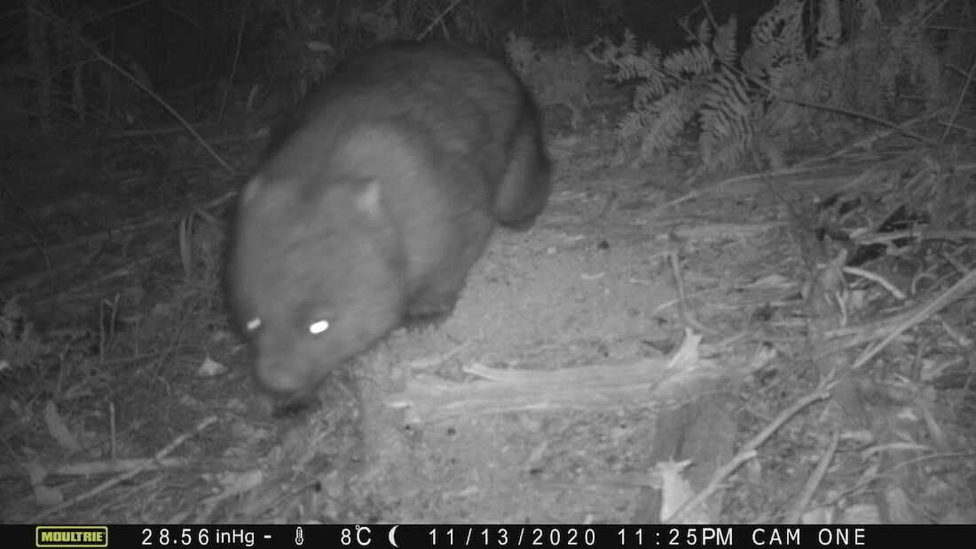 Zoom zoom 🏃‍♂️ 🏃‍♀️ This wombat is looking a little blurry so it may have been papped by our motion sensor cameras mid-zoomie. What would you caption this photo? Tell us in the comments! 📍 Oura Oura, Liffey Valley Reserves, palawa Country, Tasmania #captionthis