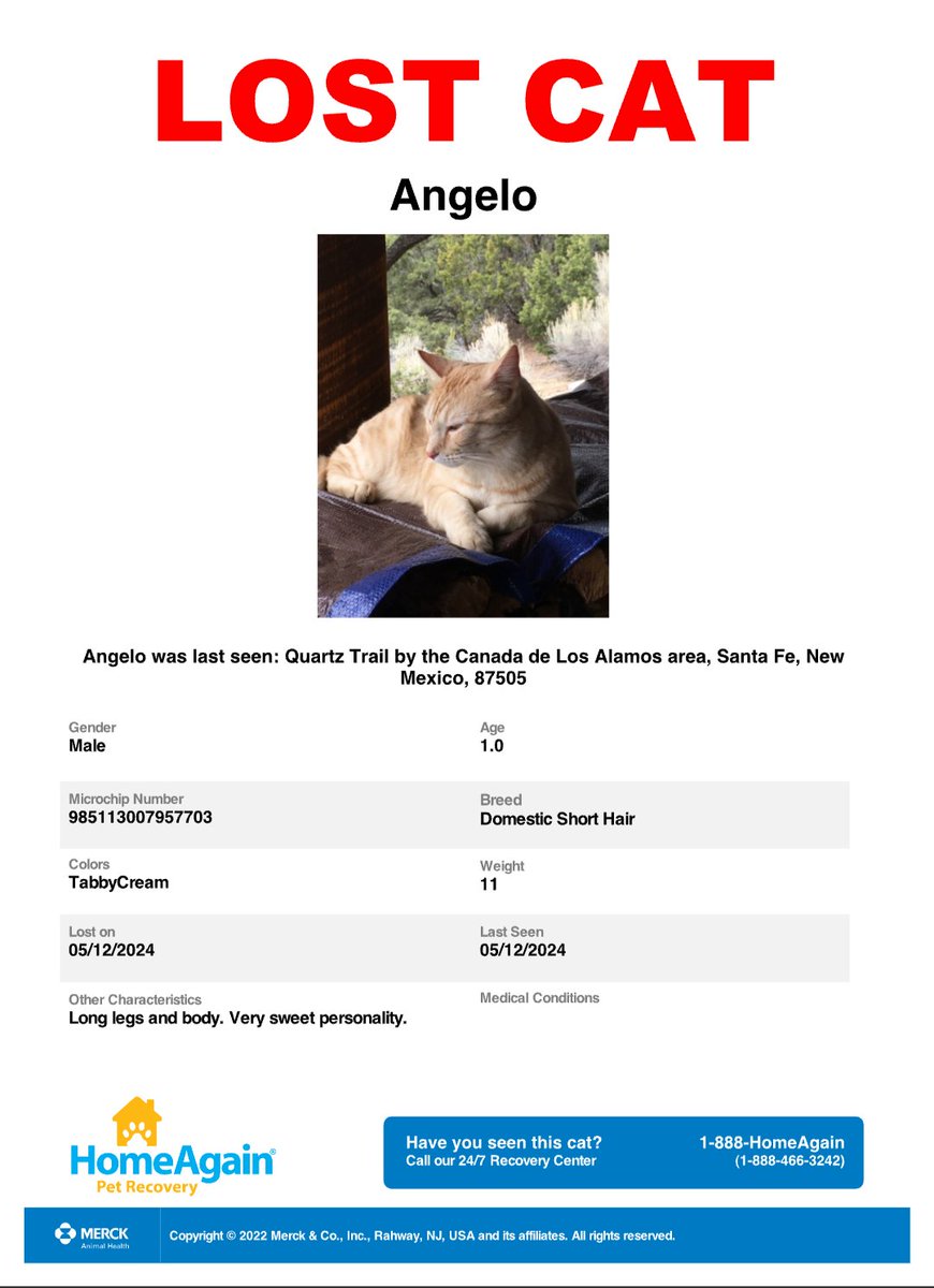 Please keep an eye out for lost Angelo. I looked up this area and it is north of I-25 above Eldorado at Santa Fe.  #lostcat #missingcat #santafe #CatsAreFamily #CatsOfTwitter #CatsLover