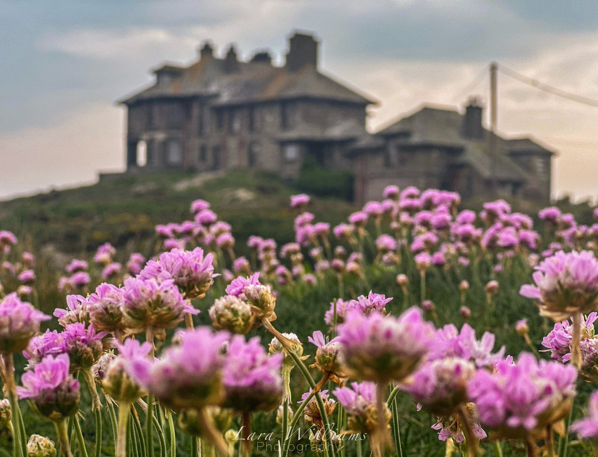 Sea Thrift, Craig Y Môr, Treaddur Bay 🌸@BangorNewsWales @metoffice @northwalesmag @bbccountryfile @itvwales @itsyourwales @ruth_itv @derektheweather @northwaleslive @walesonline #northwalessocial #anglesey #peoplewithpassion #like #follow #northwales @BBCWales @visitwales