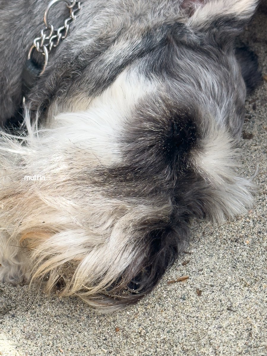 muffinjai's tweet photo. โ๏ธ Spent Sunday at the beach, and you know what? I found the paw-fect spot: napping on the warm sand next to a log. ๐๏ธ๐ด And guess what? I even got a free exfoliation treatmentโsand on my nose! ๐๐ #BeachLifeGoals ๐
#Vancouver #DogsOfInstagram #DogsOfCanada #DogsOfVancouver ๐ถ https://t.co/ka7NtSzbZv