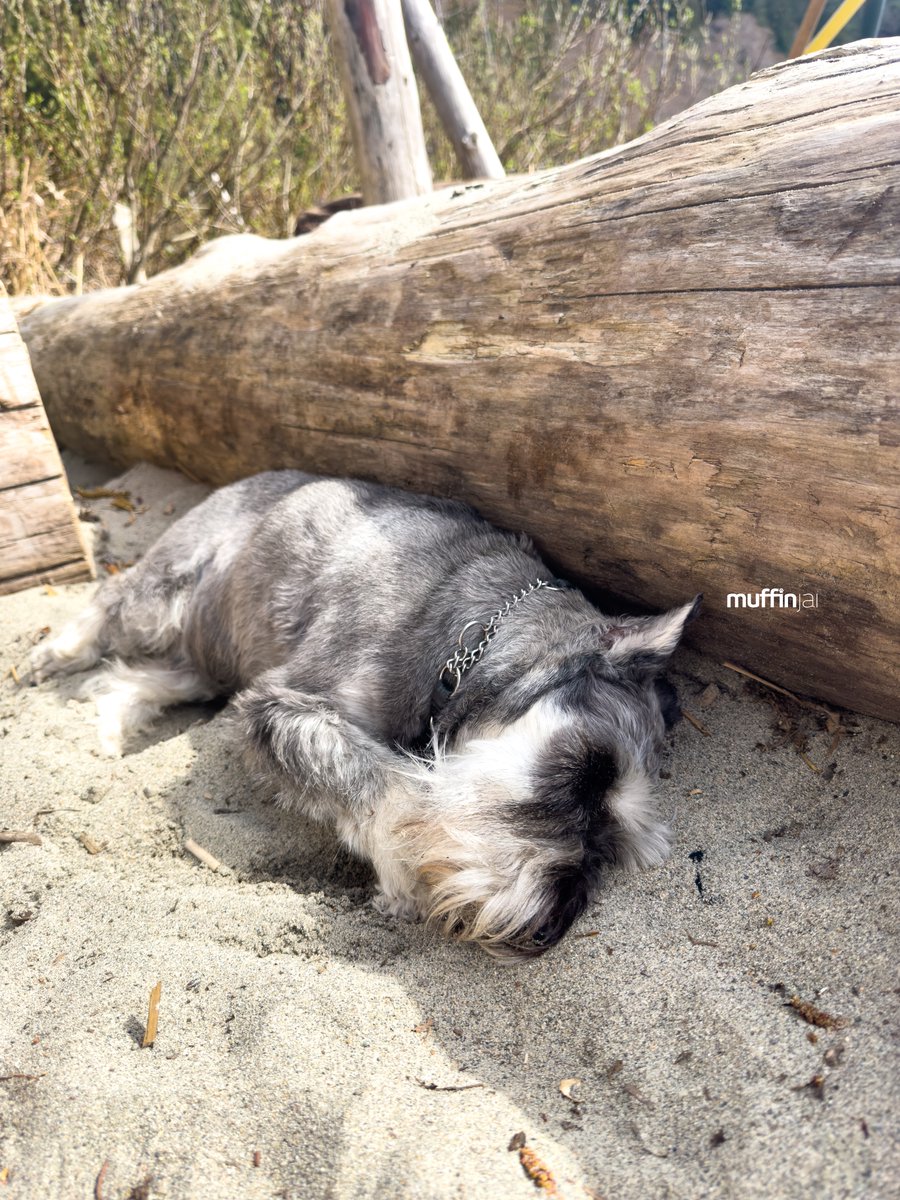 muffinjai's tweet photo. โ๏ธ Spent Sunday at the beach, and you know what? I found the paw-fect spot: napping on the warm sand next to a log. ๐๏ธ๐ด And guess what? I even got a free exfoliation treatmentโsand on my nose! ๐๐ #BeachLifeGoals ๐
#Vancouver #DogsOfInstagram #DogsOfCanada #DogsOfVancouver ๐ถ https://t.co/ka7NtSzbZv
