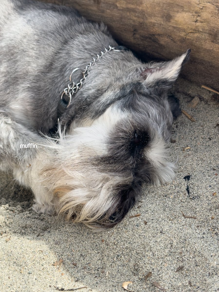 muffinjai's tweet photo. โ๏ธ Spent Sunday at the beach, and you know what? I found the paw-fect spot: napping on the warm sand next to a log. ๐๏ธ๐ด And guess what? I even got a free exfoliation treatmentโsand on my nose! ๐๐ #BeachLifeGoals ๐
#Vancouver #DogsOfInstagram #DogsOfCanada #DogsOfVancouver ๐ถ https://t.co/ka7NtSzbZv
