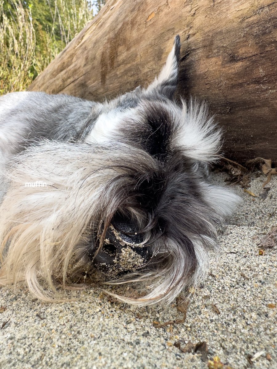 muffinjai's tweet photo. โ๏ธ Spent Sunday at the beach, and you know what? I found the paw-fect spot: napping on the warm sand next to a log. ๐๏ธ๐ด And guess what? I even got a free exfoliation treatmentโsand on my nose! ๐๐ #BeachLifeGoals ๐
#Vancouver #DogsOfInstagram #DogsOfCanada #DogsOfVancouver ๐ถ https://t.co/KJidW7SfA8