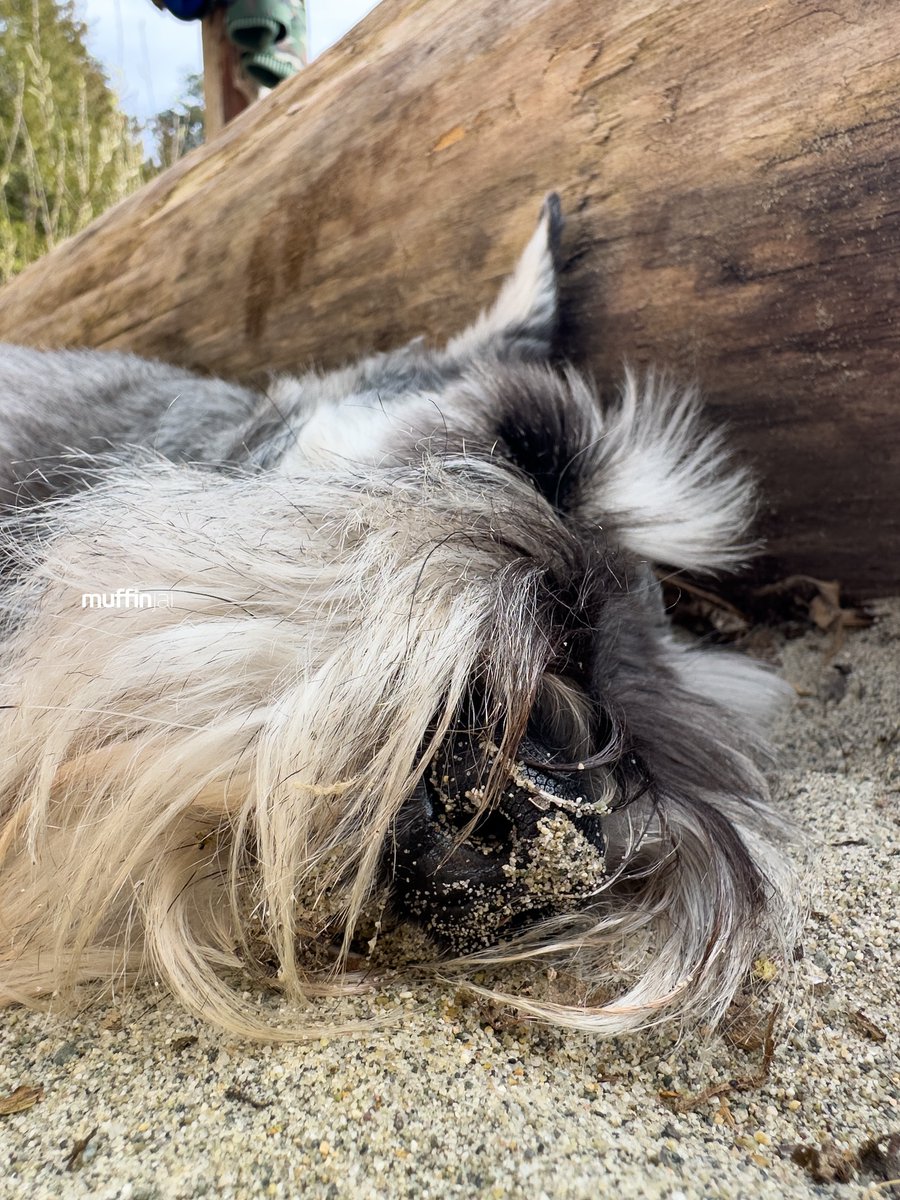 muffinjai's tweet photo. โ๏ธ Spent Sunday at the beach, and you know what? I found the paw-fect spot: napping on the warm sand next to a log. ๐๏ธ๐ด And guess what? I even got a free exfoliation treatmentโsand on my nose! ๐๐ #BeachLifeGoals ๐
#Vancouver #DogsOfInstagram #DogsOfCanada #DogsOfVancouver ๐ถ https://t.co/KJidW7SfA8