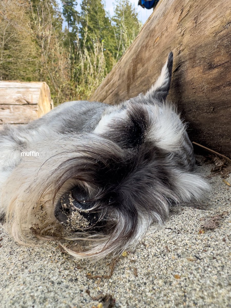 muffinjai's tweet photo. โ๏ธ Spent Sunday at the beach, and you know what? I found the paw-fect spot: napping on the warm sand next to a log. ๐๏ธ๐ด And guess what? I even got a free exfoliation treatmentโsand on my nose! ๐๐ #BeachLifeGoals ๐
#Vancouver #DogsOfInstagram #DogsOfCanada #DogsOfVancouver ๐ถ https://t.co/KJidW7SfA8