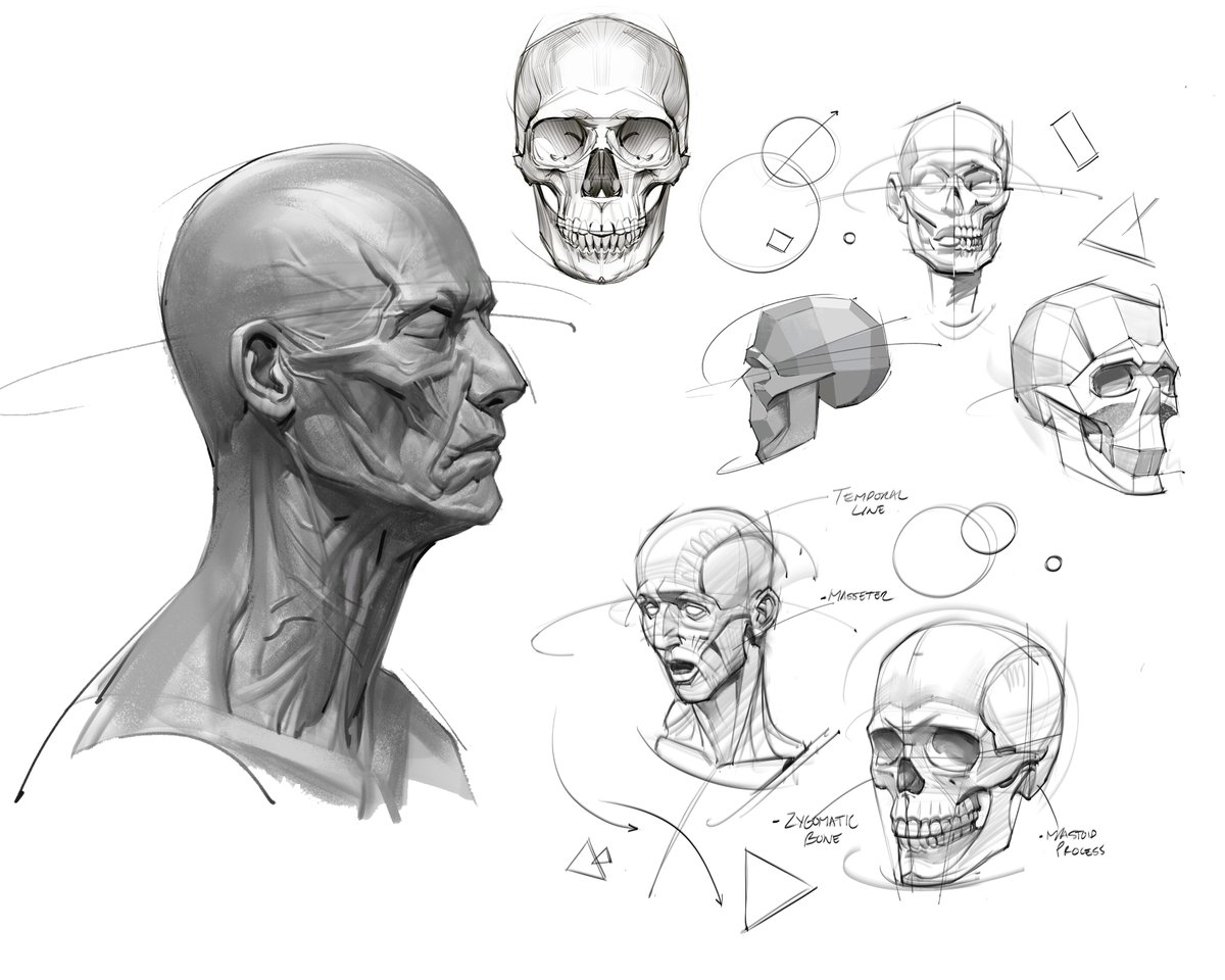 saqomolo's tweet photo. Another sample page from my 2nd eBook for sale on my gumroad:) #skulls #figuredrawing #gesturedrawing #shading #headconstruction #planesofthehead #doodles #lineart #shading #cranium #jawbone #teeth #gottogetbeter #anatomy #humananatomy https://t.co/6lD3ofsbXK