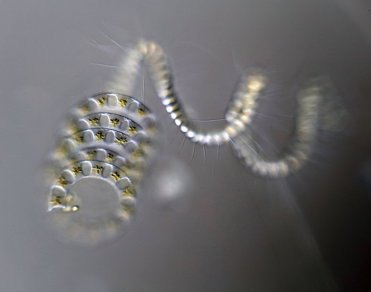 Today in the Pacific Ocean.  #Phytoplankton