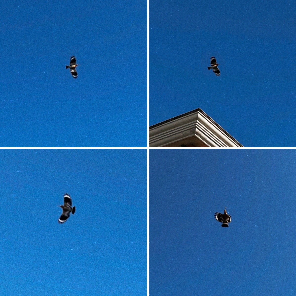 SenatoreSe33641's tweet photo. “Upupa, ilare uccello calunniato
dai poeti, che roti la tua cresta
sopra l’aereo stollo del pollaio
e come un finto gallo giri al vento…”
📸🪶🔥
•
•
•
#upupa #uccello #bird #birdphotography #animalphotography #photography #fotografia #collage #layout #firstposts https://t.co/h8DeKCRzxF