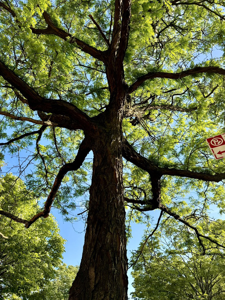 Looking Up at Life.