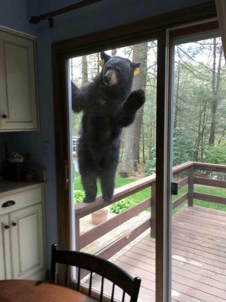 Did somebody say you've got weed in there? Don't shoot bears, get high with them. 🤣🤣 #LegalizeIt