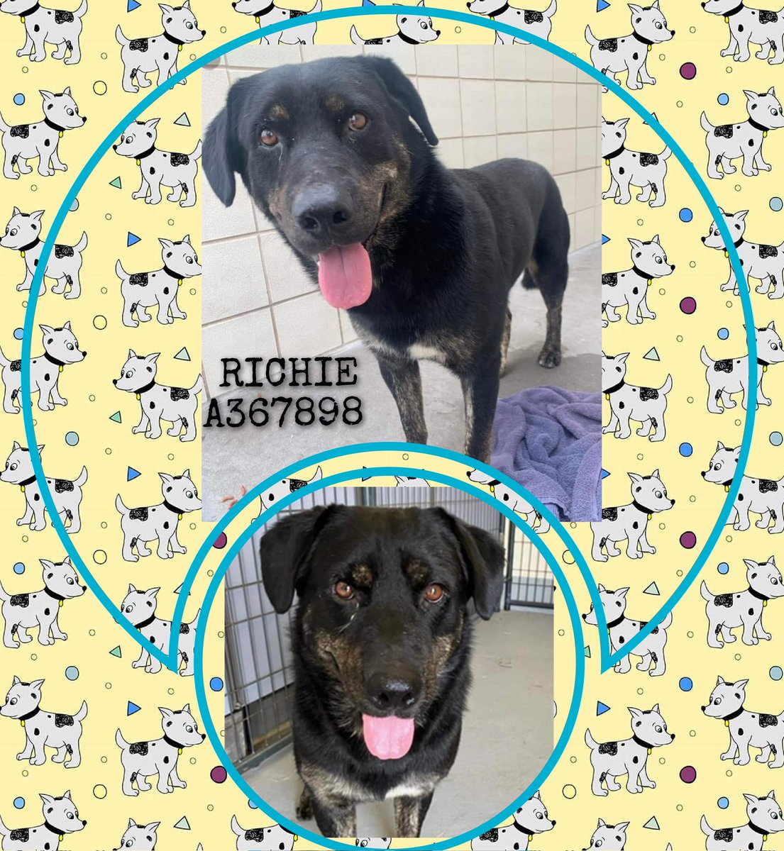 ‼️‼️update‼️correction RICHIE #A367898 is alive‼️#CorpusChristiACS took down his link on Pet Connect and removed his kennel card 5/10
The shelter has now said RICHIE has until 5/14
Needs #MedicalRescue 🦺🛟😇please RT,  #PledgeForRescue if possible,  we lost a day of trying😢😭