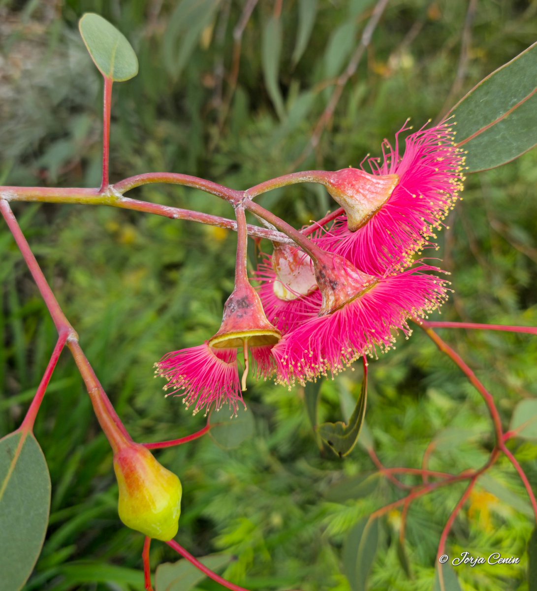 Eucalyptus caesia subsp magna 🩷 #wildflowerhour #flowers #beautiful