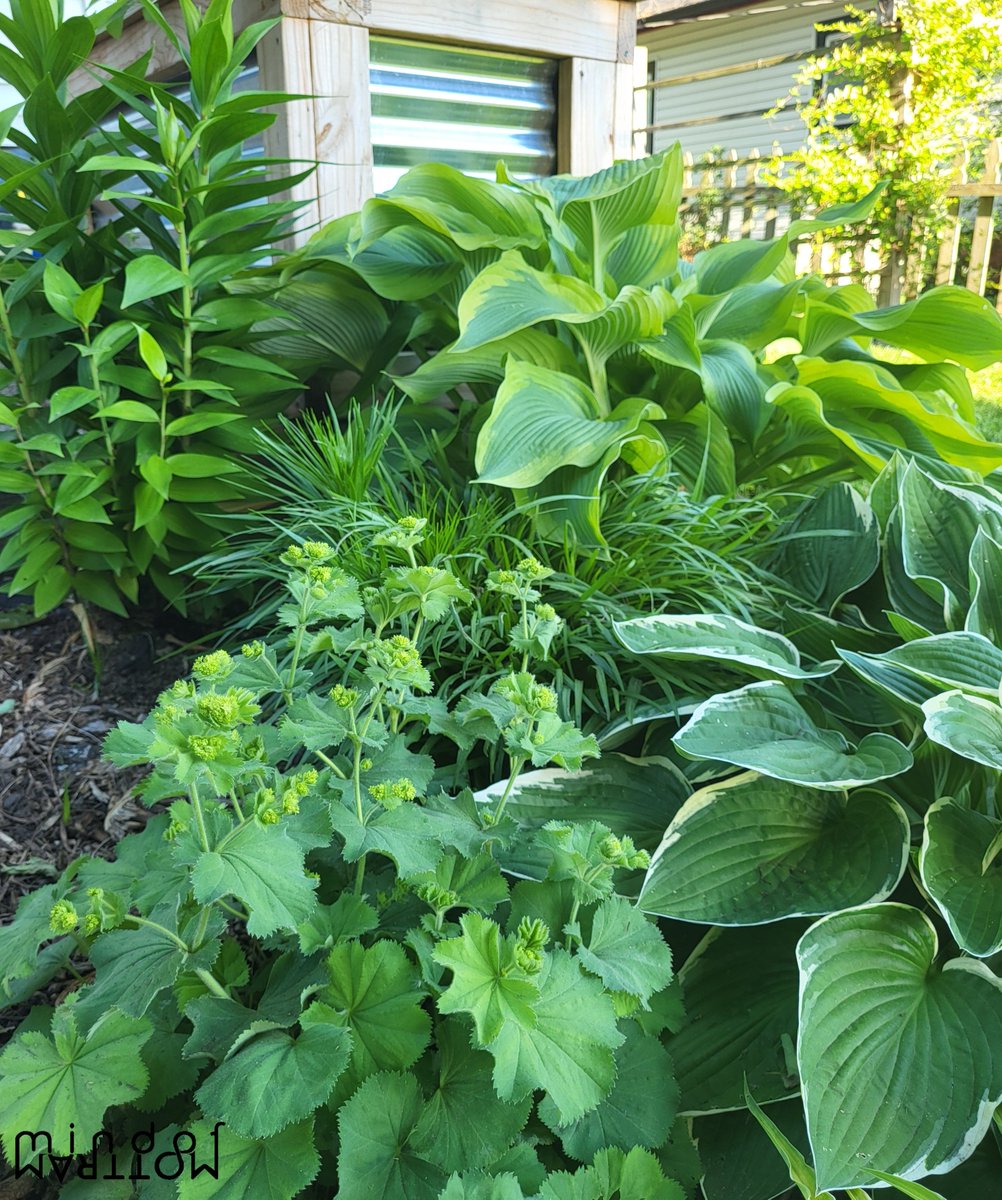 MindofMottram's tweet image. My mom&apos;s backyard in Indiana right now ☘️🌿🌱

California was so brown..
🦂🌵🌴

#MidwestX #Green #GardeningTwitter #garden #gardening