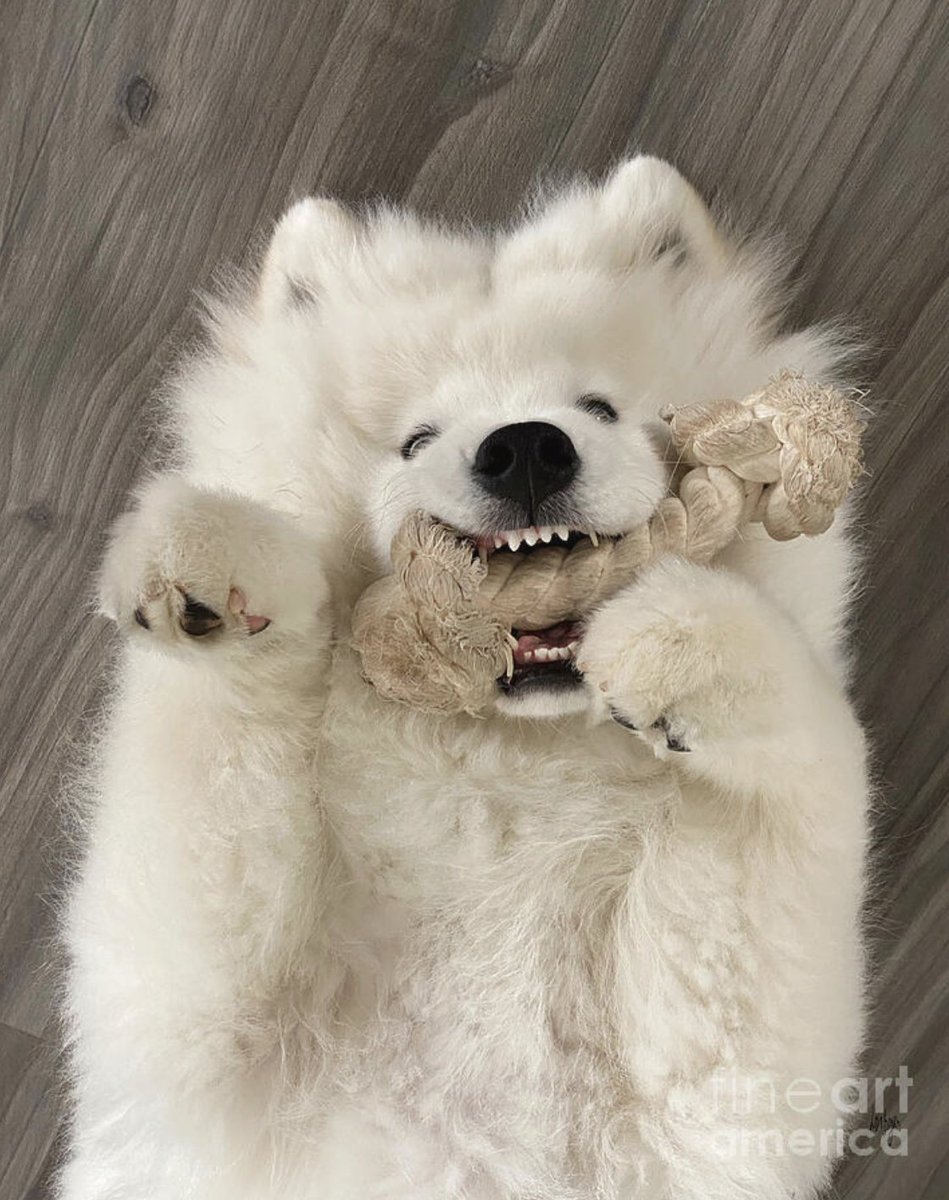 Sending out my thanks to my 5/11 #FineArtAmerica client from Tuen Mun, NT Hong Kong for their purchase of two zip pouches!! And Teething ... lois-bryan.pixels.com/featured/teeth… #art #giftideas #samoyed #samoyeddog #samoyedsofinstagram #dogs #pets #LoisBryan #BuyIntoArt #AYearForArt #NotAi