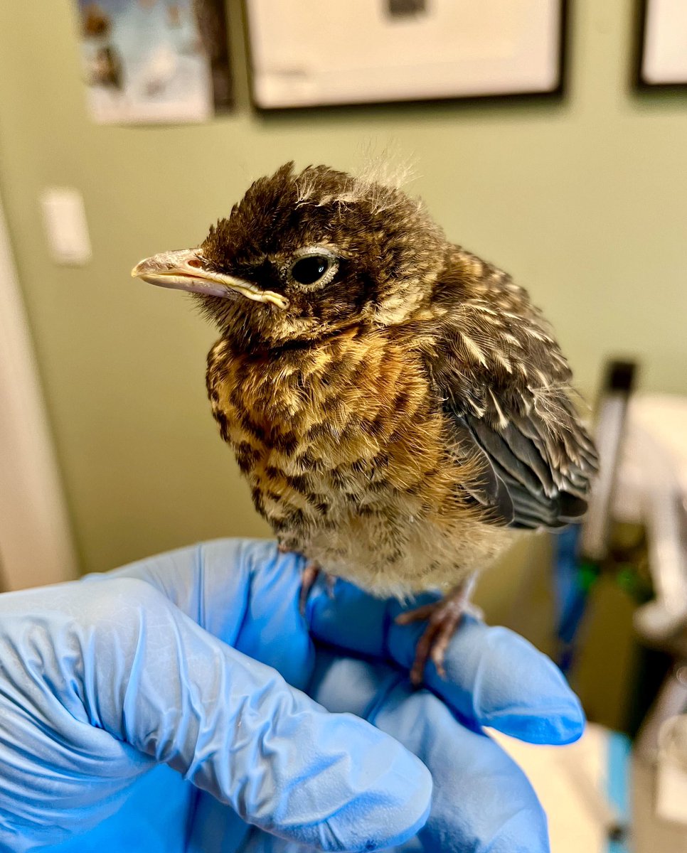 We dedicate this Mother’s Day to all the American robin moms out there who are busting their butts trying to stuff their rapidly growing babies full of worms. It’s not easy! 

📷: Phyllis Tseng