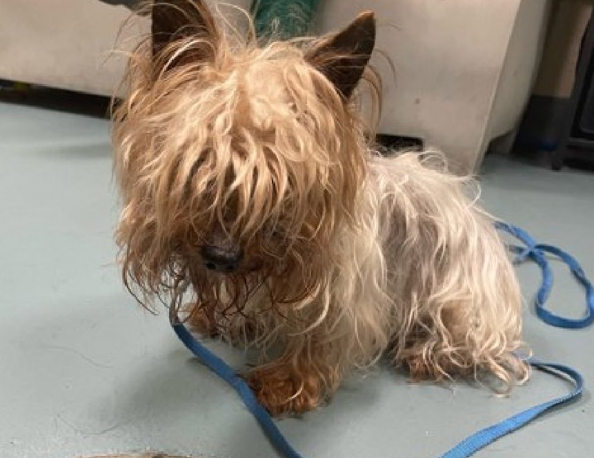 Tokyo's 190597 family dumped him April 30 for 'no more time'. Tossed away age 11, he arrived with matted fur and alopecia and he's now listed TBK Tuesday in NYCACC. Just 7 pounds and he's rightly tense, he cried and flailed during his examination. Described as a 'great dog' who's…