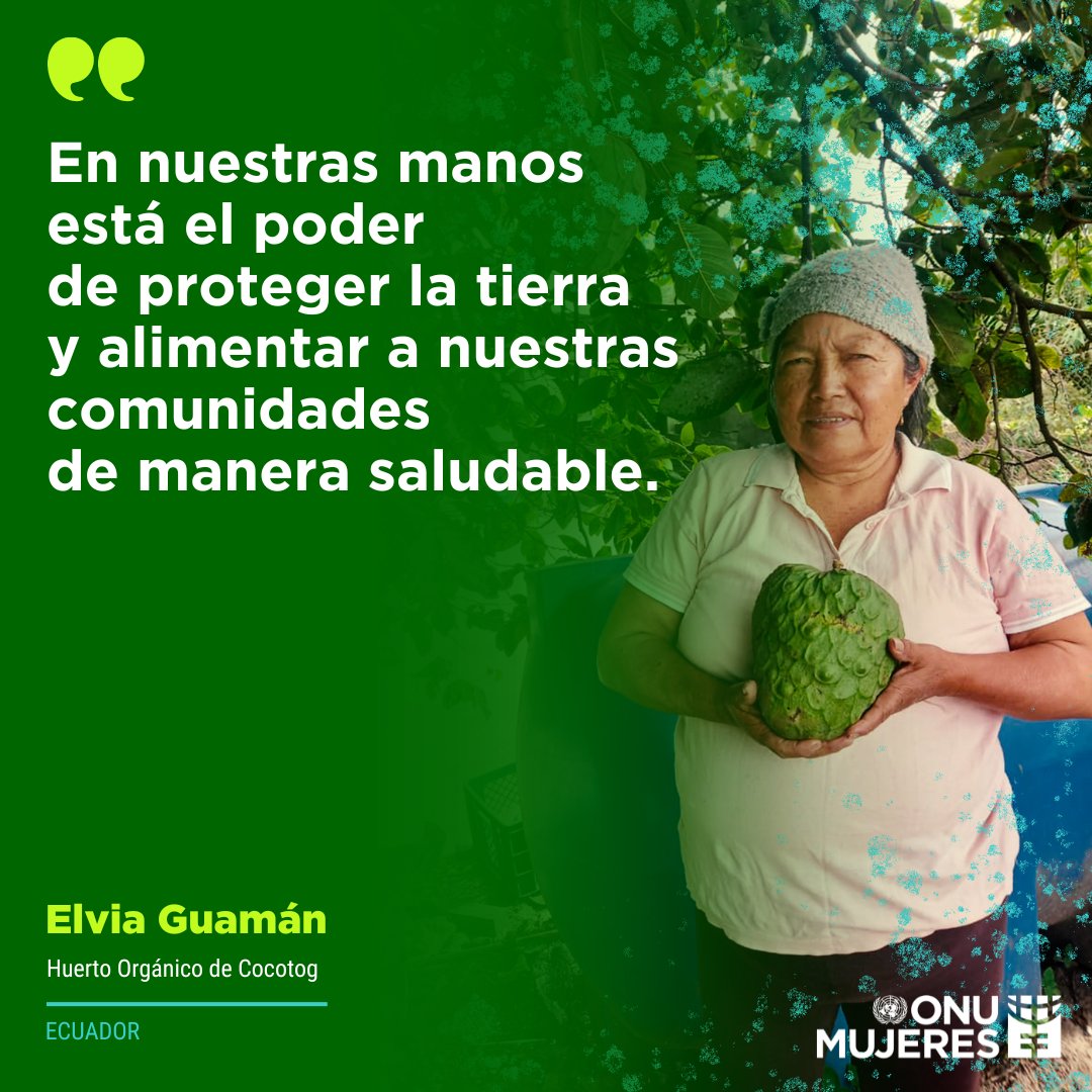 🌿 Elvia, junto con otras seis mujeres conforman el Huerto Orgánico de Cocotog, una iniciativa que trasciende la agricultura. Para este grupo de mujeres, el huerto es un símbolo de unidad, solidaridad y empoderamiento. Conoce más: bit.ly/3ypEWg7 Vía @onumujeres