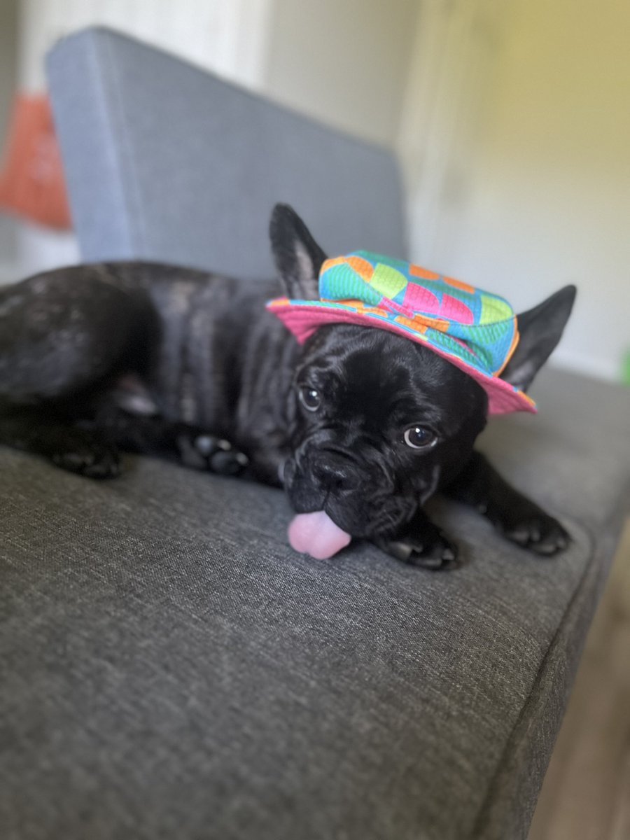 Too much cuteness I got him a hat today ❤️💜