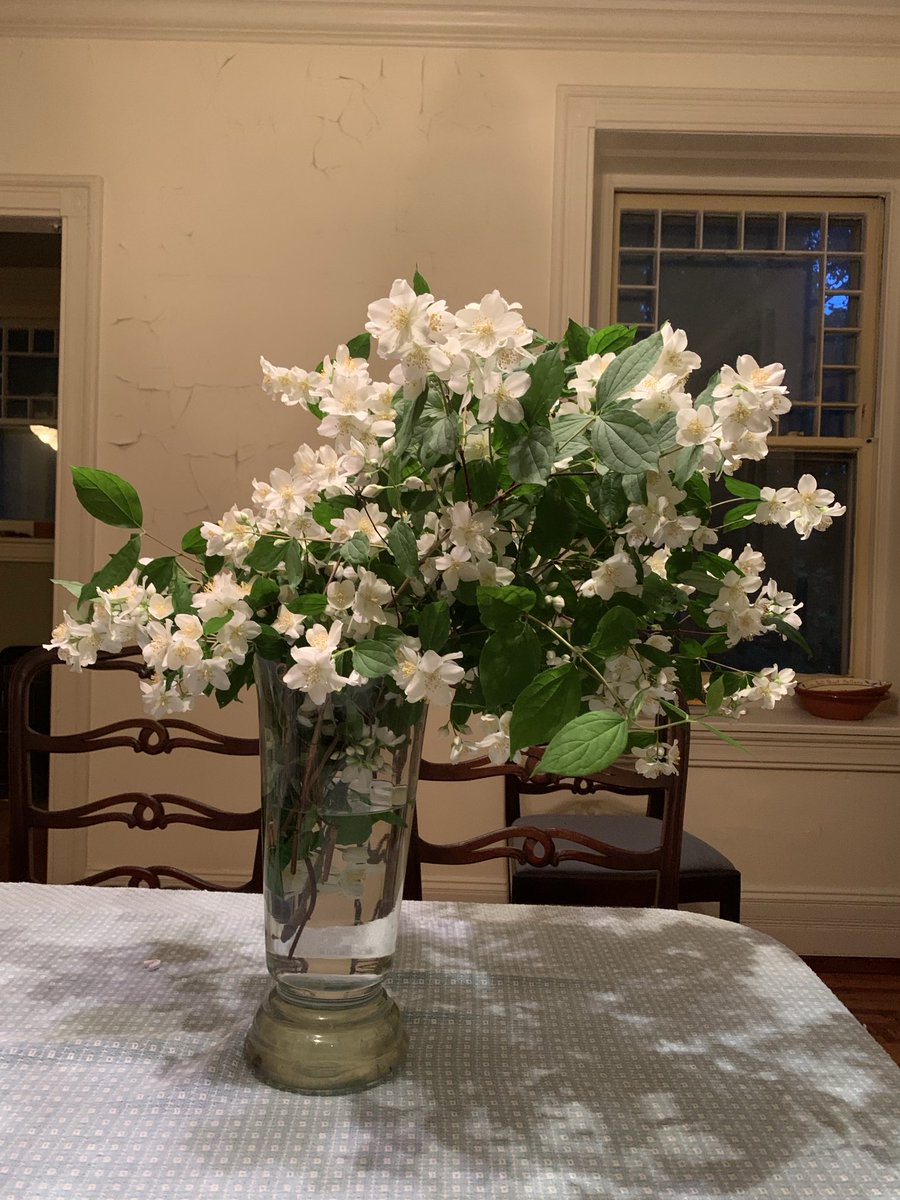 HUGE bouquet Grandmother brought when she came to visit. #Flowerreport Pennsylvania. Mock orange. Can you imagine the smell?