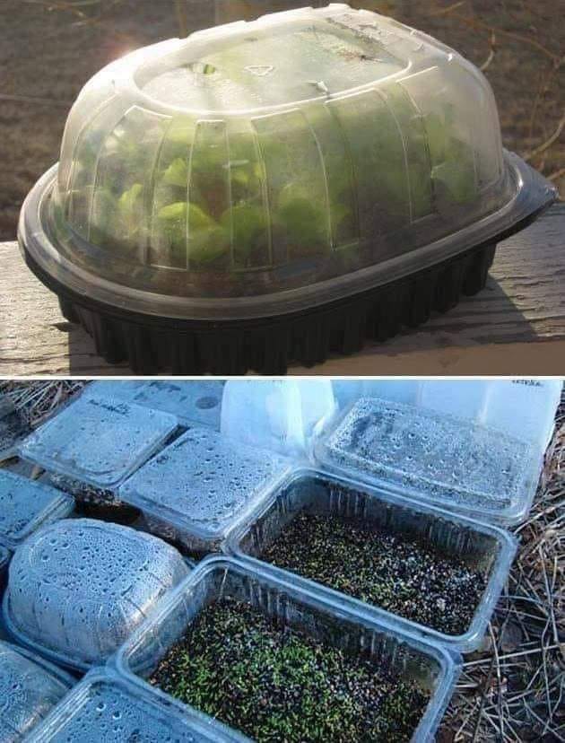 Reuse old rotisserie chicken containers as little greenhouses...
-Home Garden