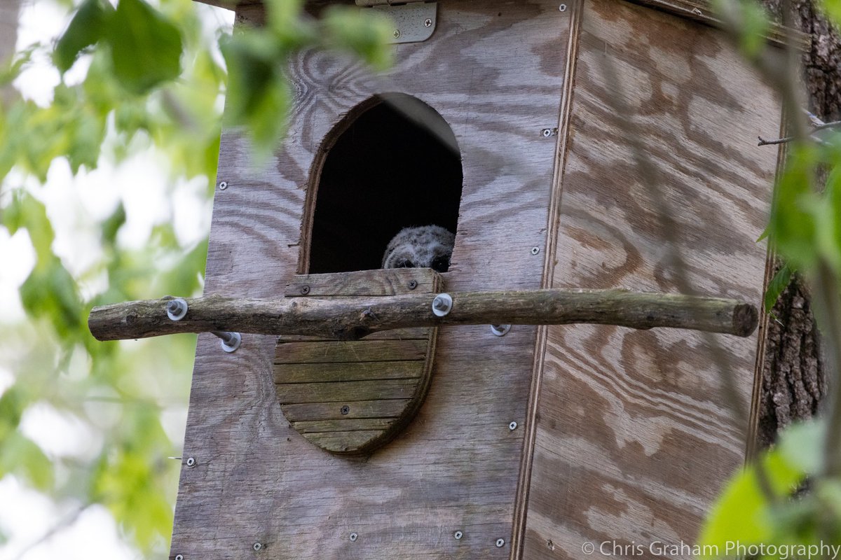 Hello world! Little fuzz head barred owl, making a first appearance. #CTNatureFans