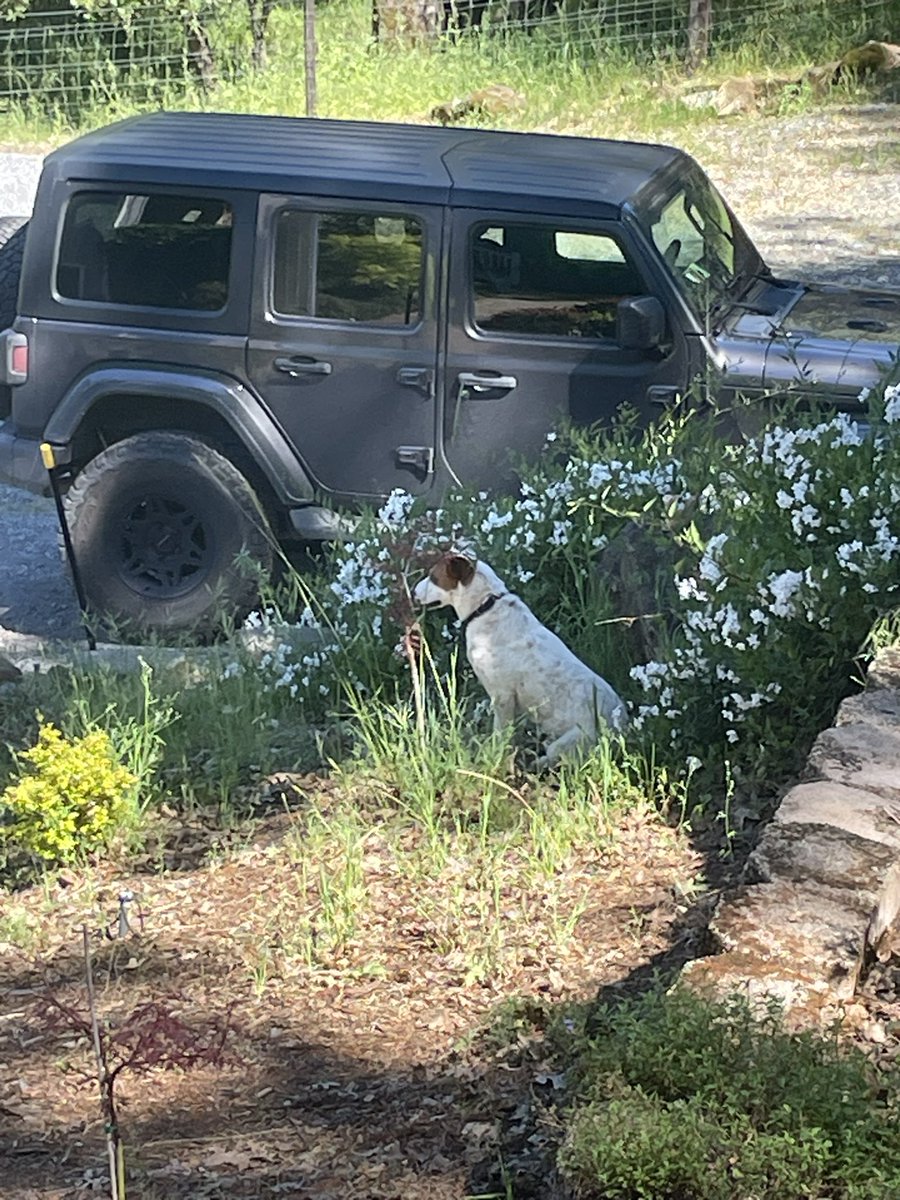 jmcdanielx's tweet photo. Smart dog figured out I was looking for the broken sprinklers, when I turned them on he’d go sit by the loudest broken one. https://t.co/7X9UgCM5kD