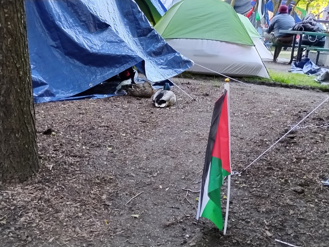 scenes from the DePaul encampment today--a sticker a kid made with me last week; the book I was reading there ('Theophanies' by @caesarah_); watermelon; and our ever-present duck friends 🍉❤️‍🔥🔻