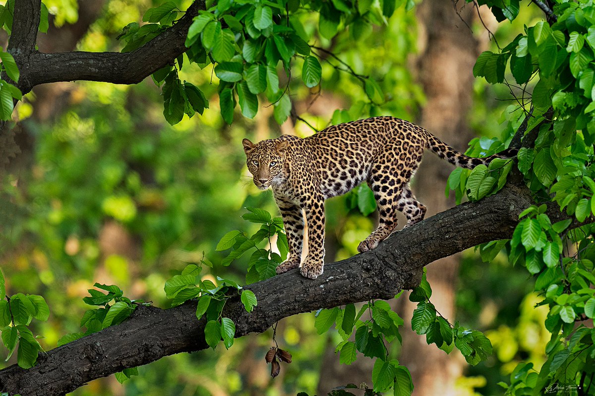 Leopard Rajaji Tiger Reserve @NikonIndia #nature #wildlife #indianwildlife