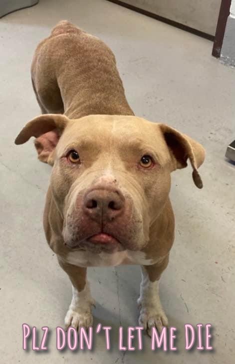 🚨MEDICAL RESCUE🚨CARING ANGEL please 🆘TENNESEE DIES🔥5/16🔥 #A367973 THIS is the FACE asking YOU 2 help She has NO ONE Loyal Friendly girl SEVERELY neglected😢 HW+ swollen tummy, bad odour😢 SEVERE🦷disease Dermatitis/Alopecia #CorpusChristi AC #TX wont give TENNESSEE care…