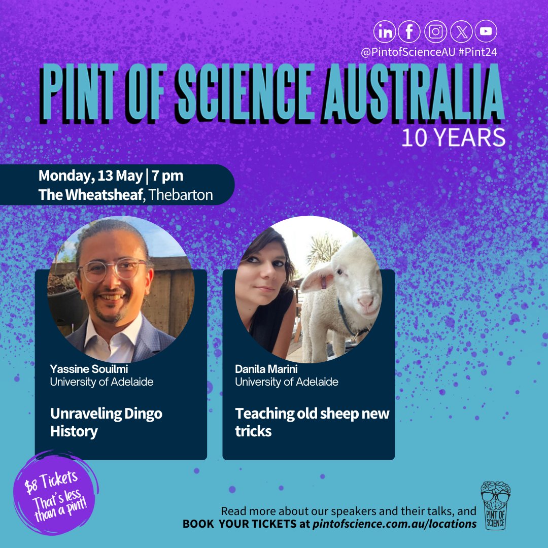 Pint of Science 2024 is here! Tonight at The Wheaty, get your tickets to hear Yassine Souilmi and Danila Marini from @UniofAdelaide $8 online, $10 at the door #pintau24 @pintofscienceAU pintofscience.com.au/event/dingo-dn… #ancientDNA #dingos #sheep