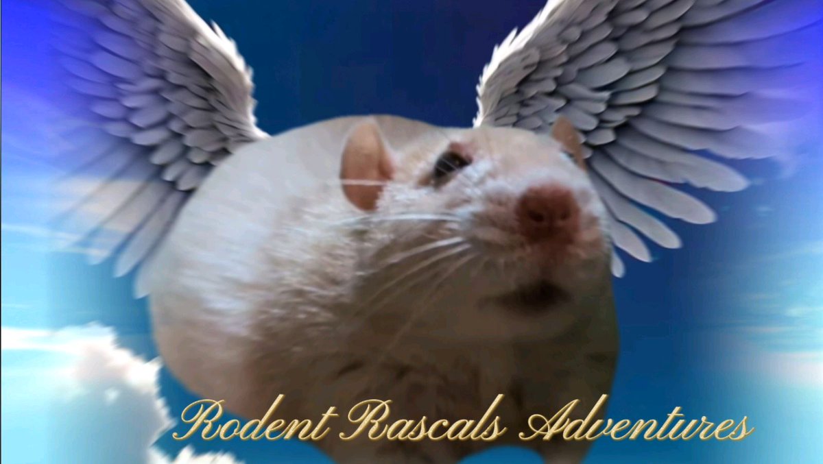 🆕️♾️🐁 #FlyHigh 🪽 Mr. HoneyBun has #retired & he invites YOU to join him on our YouTube Channel now for his FINAL Adventure... Thank you to EVERYONE who has ever shown Mr. HoneyBun love ❤️ #petrat #petloss #cuterat #ratlove #SundayPrayer ❤️🐹🐽🐀💻⬇️ #RodentRascalsAdventures