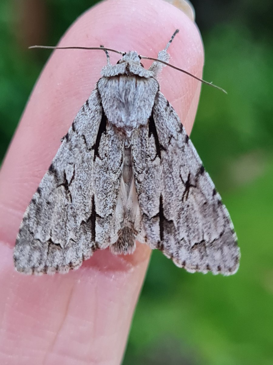 mickey_ratfink's tweet photo. Very surprising night, 33 of 18 in my actinic as my mv trap is broke..
A couple I'd strictly associate with the day. Nfg grass rivulet, along with a cinnabar!! See alt text
S Monmouthshire
#teammoth #mothsmatter #vc35 https://t.co/FSloHX04Eg
