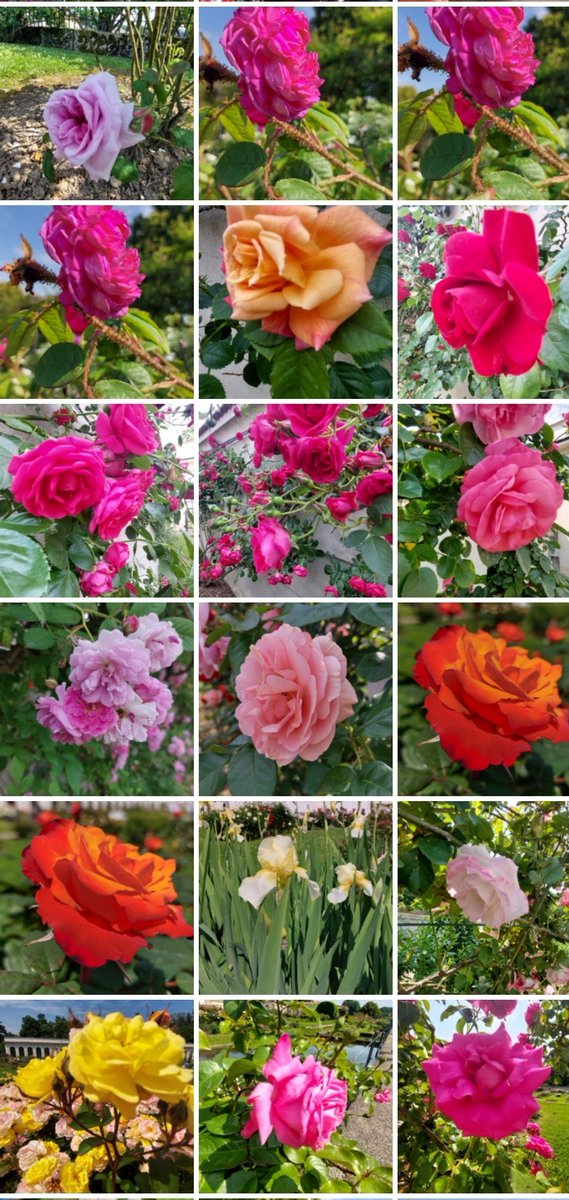 #HoScoperto un angolo della villa reale di Monza meraviglioso. Un roseto che contiene 100 varietà di rose, una più bella dell'altra. Una gioia degli occhi. #UnTemaAlGiorno