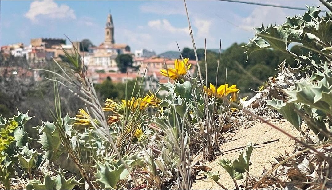 Bon dia i bona setmana des de Creixell!
¡Buenos días y feliz semana desde Creixell!
📷 @enriccr23 a IG. Moltes gràcies!.
#creixell @costadauradatur  #baixgaia @catexperience