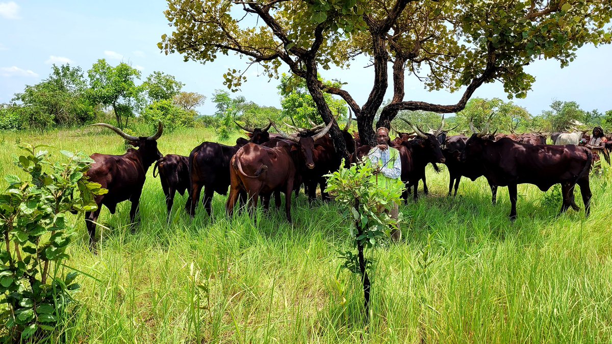 #LeSaviezVous. La Centrafrique 🇨🇫 est une terre de #transhumance par excellence : ✅16 millions d’hectares de pâturages ✅ Un réseau hydrographique 💧 des plus denses ✅L'élevage bovin représente 12,7% du PIB national et 35% du PIB agricole. #transhumancepacifique