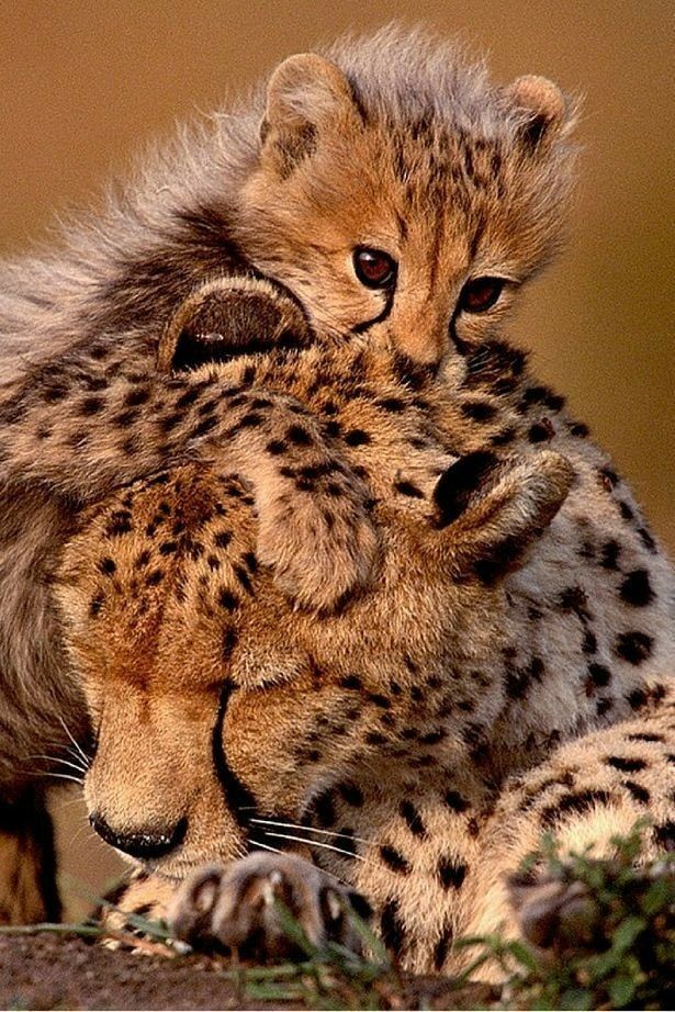 @marie_nassar Very nice and proud leopard💖🐆💖 good morning dearest Marie ⚘️ ☕️ ⚘️ happy new week ahead my precious friend 🌹❤️🌹 I wish you a day full of joy peace and lovely thoughts in your heart 🌸🌸🥰🥰❤️⚘️🌸have a very good time🌹⚘️🥰 A big hug and many kisses 💞💞❤️😘😘🌹🍀