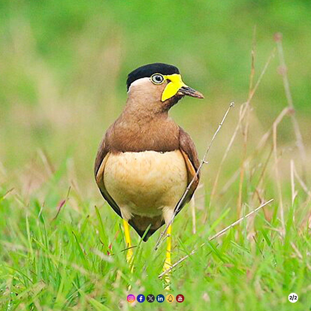 The Yellow-wattled Lapwing is a rare breeding resident in the Delhi region and is endemic to the Indian subcontinent.

Although quite rare, they can sighted in the President’s Estate.

Book your visit at visit.rashtrapatibhavan.gov.in

#Attractions #RashtrapatiBhavan #birds #पक्षी